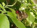 DSCN0431