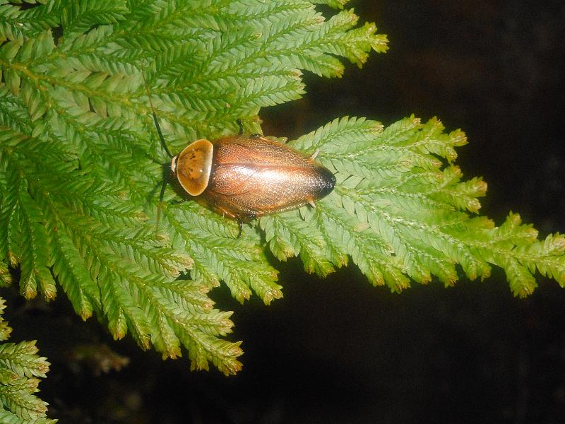 DSCN0574.JPG