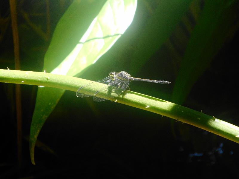DSCN0579.JPG
