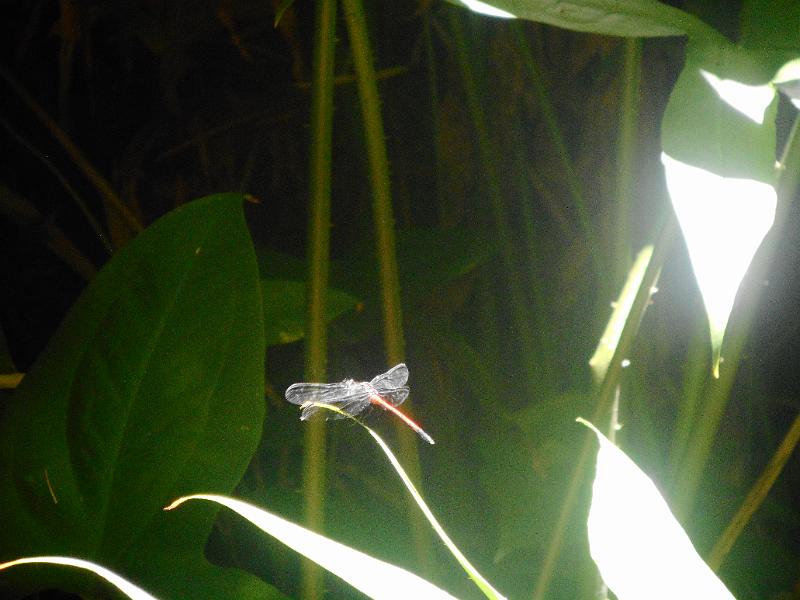 DSCN0580.JPG