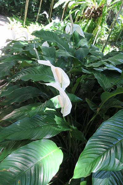 IMG_1869.JPG