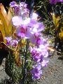 DSCN0560