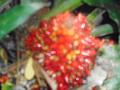 DSCN0566