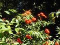 DSCN0586