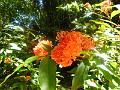 DSCN0587