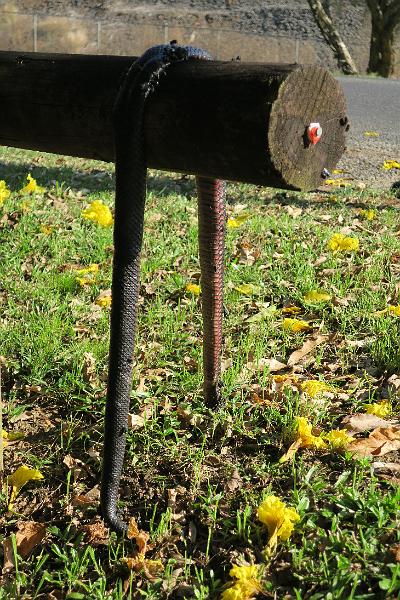 IMG_1964.JPG
