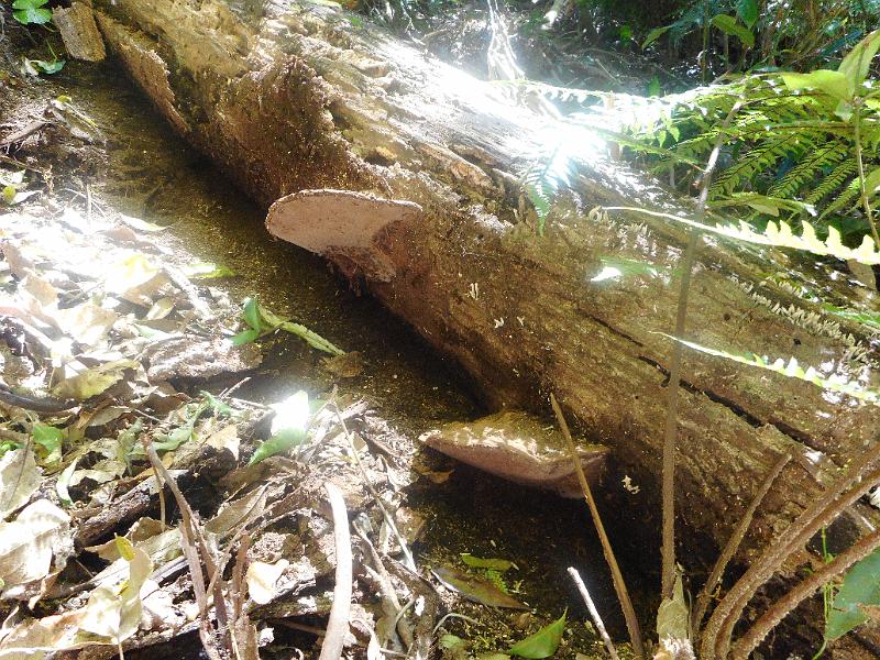 DSCN0658.JPG