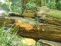 DSCN0669
