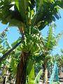 DSCN0742