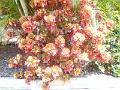 DSCN0895