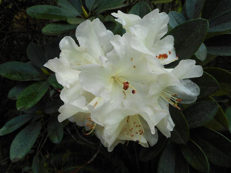 DSCN0237.JPG