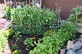 IMG_4115