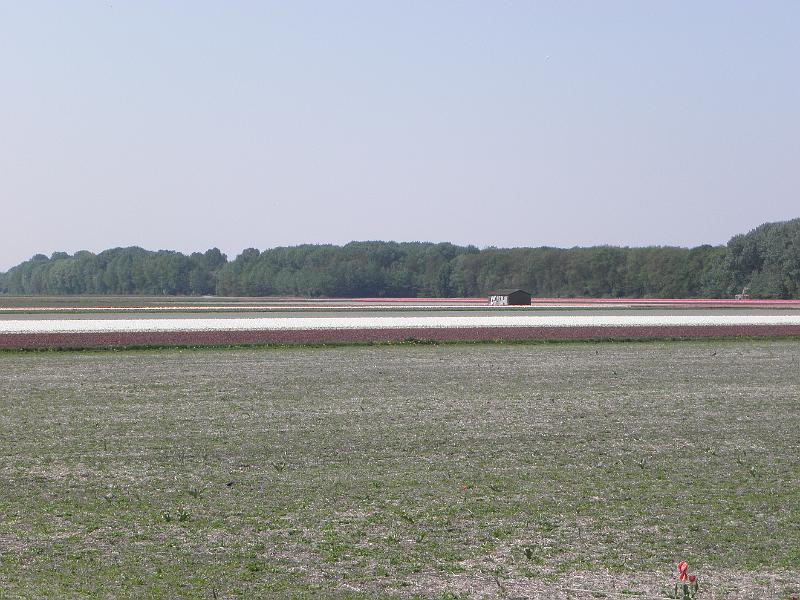P4250003.JPG