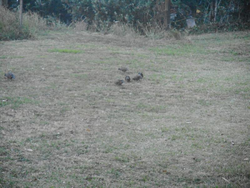 DSCN2385.JPG