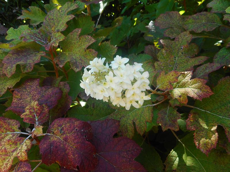 DSCN2465.JPG