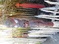 DSCN2433