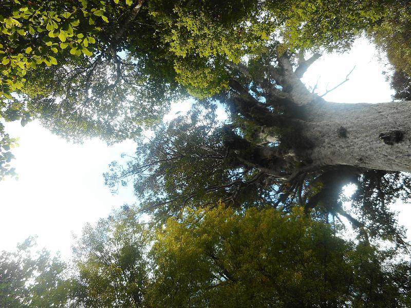 DSCN2550.JPG