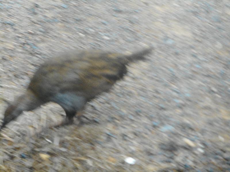 DSCN2586.JPG