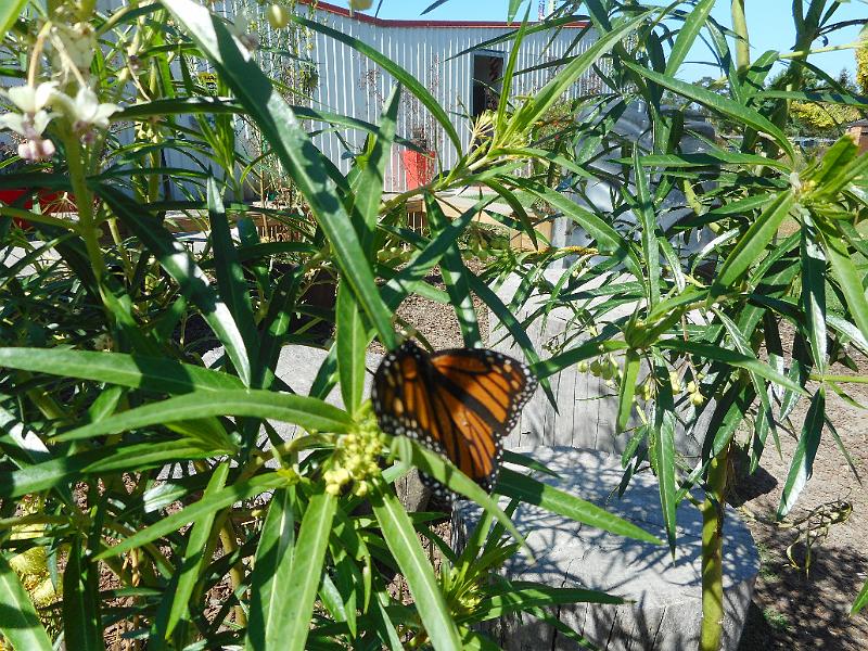 DSCN1457.JPG
