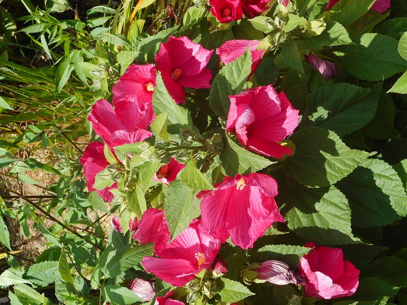 DSCN1564.JPG