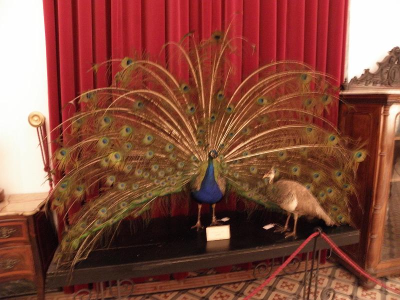 PA110432.JPG