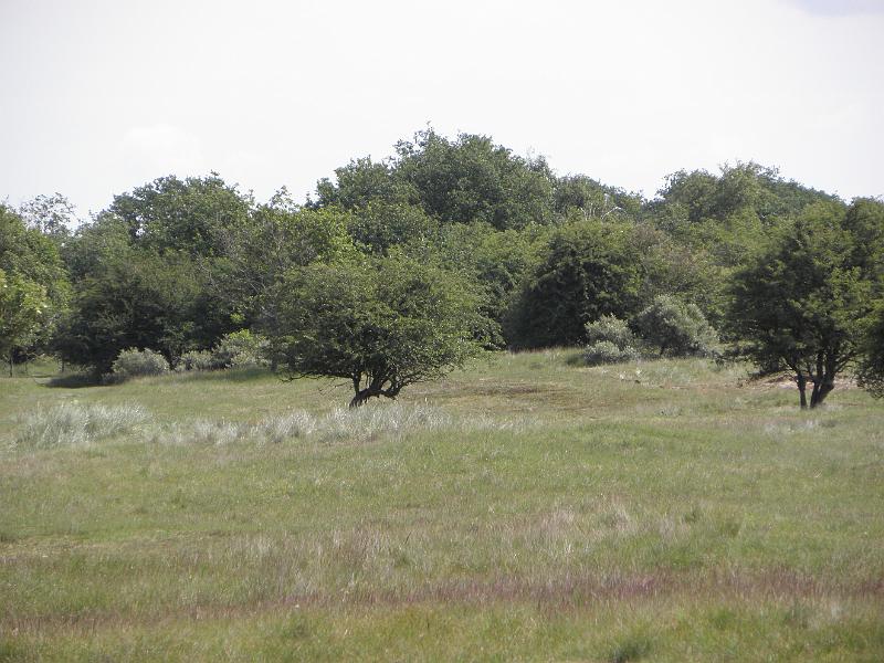 P6210435.JPG