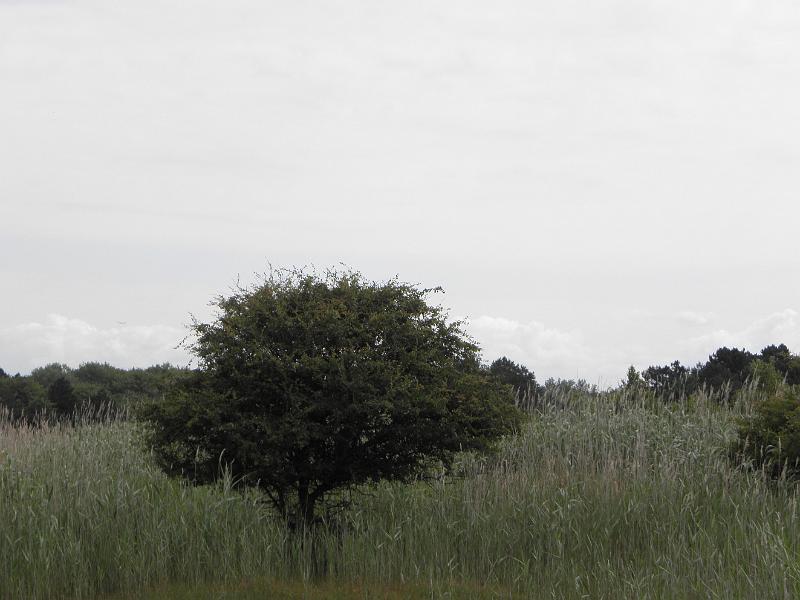 P6210506.JPG