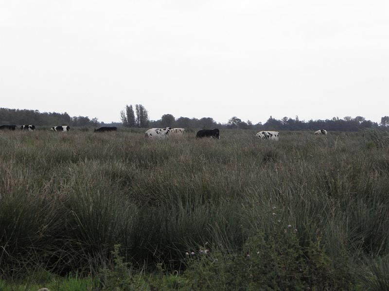 P9170501.JPG